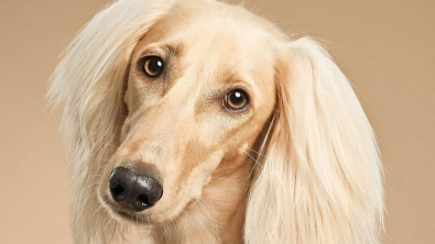 Illustration : 20 portraits captivants de chiens qui mettent en lumière leur caractère et leur humour
