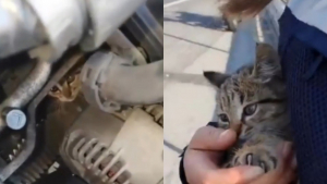 Illustration : "En sauvant un chat coincé dans un moteur, une policière a le coup de foudre (vidéo)"