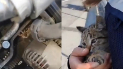Illustration : En sauvant un chat coincé dans un moteur, une policière a le coup de foudre (vidéo)