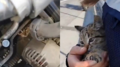 Illustration : "En sauvant un chat coincé dans un moteur, une policière a le coup de foudre (vidéo)"