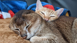 Illustration : "Cet ancien chat errant a surmonté l'amputation de ses oreilles grâce à l'amour de son nouveau frère félin (vidéo)"
