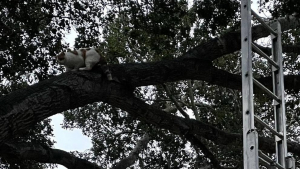 Illustration : "L'aventure rocambolesque de Sam, un chat roux et blanc bloqué dans un arbre géant jusqu'à l'intervention des pompiers"
