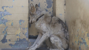 Illustration : "Des bénévoles s’impliquent pour aider ce chien-loup terrorisé à sortir de son coin"