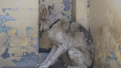 Illustration : Des bénévoles s’impliquent pour aider ce chien-loup terrorisé à sortir de son coin