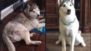 Illustration : "8 photos montrant à quel point le toilettage peut transformer les Huskies Sibériens"