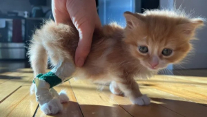 Illustration : "Ce chaton n’a qu’un rêve : pouvoir courir et sauter comme tous les félins de son âge !"