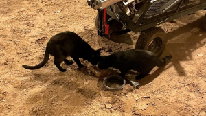 Illustration : "Une chatte et son petit démarrent une nouvelle vie grâce à la générosité d'ouvriers d'un chantier de construction"