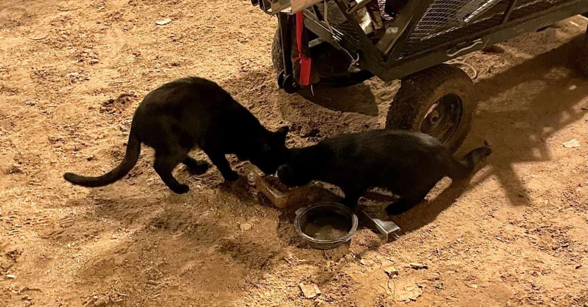 Pull Gant En Laine Pour Homme Taille L | Kaufen Auf Ricardo