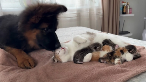 Illustration : "Le doux moment où un chiot curieux fait connaissance avec des petits chats blottis contre leur maman (vidéo)"