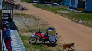 Illustration : "Un chien opportuniste profite de l’inattention d’un livreur pour chiper un sachet de nourriture tombé par terre (vidéo)"