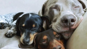 Illustration : "14 photos touchantes de chiens devenus d'inséparables amis"