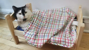 Illustration : "14 photos de chats adorables qui se réchauffent dans leurs couvertures préférées"