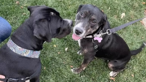 Illustration : "Des frères et sœurs canins séparés depuis la naissance se retrouvent enfin grâce à un test ADN (vidéo)"
