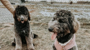 Illustration : "Une chienne et sa sœur sont heureuses de se retrouver après 3 mois de séparation (vidéo)"