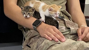 Illustration : "Une militaire sauve une chatte avec ses petits à l’étranger et souhaite les faire rapatrier vers l'Amérique"
