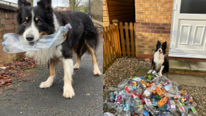 Illustration : "« Si un chien peut le faire, n'importe qui peut » : Scruff montre l’exemple en ramassant des bouteilles en plastique dans la rue"