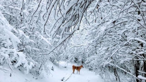 Illustration : "20 photos retraçant les randonnées mémorables d'Aiyuki, chien avide d'aventure et de grands espaces"