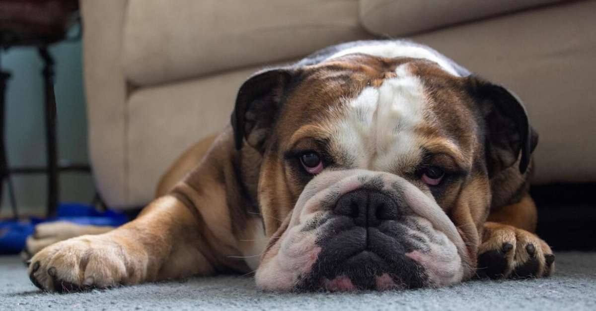 Scientists have appealed to people not to buy English Bulldogs as the criteria for the breed has deteriorated.