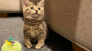 Illustration : "Découverte dans une écurie, cette chatonne aux pattes déformées se bat pour avoir une vie 