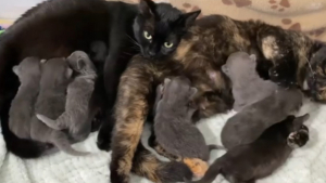 Illustration : "Quand deux chattes fusionnelles partagent la maternité et trouvent une famille aimante"