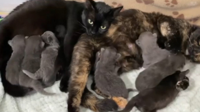 Illustration : Quand deux chattes fusionnelles partagent la maternité et trouvent une famille aimante