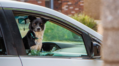 Illustration : "Un chien laissé seul dans une voiture démarre accidentellement le véhicule et roule pendant quelques minutes"