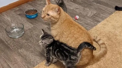 Illustration : "Ce chat joue à merveille le rôle de baby-sitter pour 6 chatons de refuge, le temps d’un weekend "