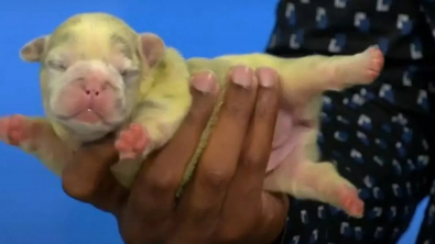 Illustration : Un Bouledogue Français donne naissance à un chiot vert vif, en raison d'un phénomène rarissime