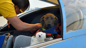 Illustration : "David Tan, ancien pilote militaire, transporte des animaux abandonnés vers leur nouvelle vie"