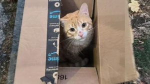Illustration : "Un chat découvre la vie en intérieur après avoir vécu dehors dans un carton"