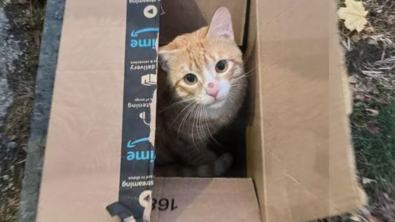 Illustration : "Un chat découvre la vie en intérieur après avoir vécu dehors dans un carton"