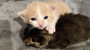 Illustration : "Un jeune chaton incite sa maman à adopter un autre chaton orphelin"