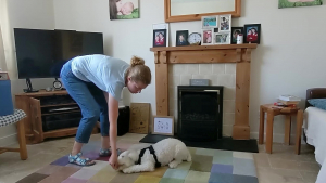 Illustration : "Une propriétaire dévouée enseigne la langue des signes à son chien sourd pour faciliter leur communication (vidéo)"