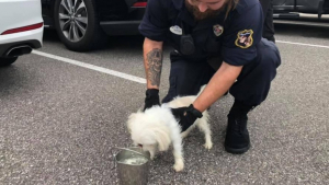 Illustration : "Un chien retrouvé assoiffé dans une voiture, tandis que son propriétaire s’amusait à Disneyland "