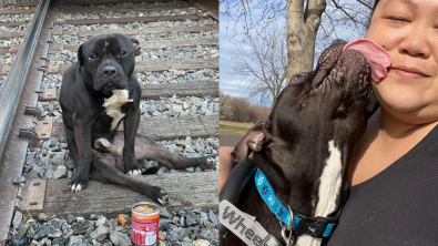 Illustration : Retrouvé paralysé sur une voie ferrée, ce chien reprend goût à la vie après son calvaire