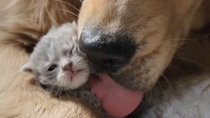 Illustration : "Dasher, le chien-nounou qui veille tendrement sur les chatons d'une maman fatiguée (vidéo)"