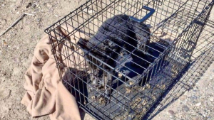 Illustration : "Un chiot de 8 mois sauvé après avoir été enfermé dans une cage toute sa vie et brûlé aux pattes par son propriétaire"