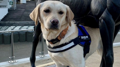 Illustration : "La métamorphose de Bonnie, chienne négligée qui entame une carrière prometteuse dans la police"