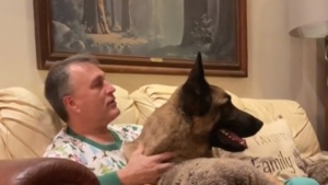 Illustration : "L'histoire poignante de Turko, chien sauvé de l'euthanasie et surmontant ses peurs aux bras d'un papa bienveillant (vidéo)"