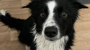 Illustration : "L'amour pour les canards mène un Border Collie à risquer sa vie dans une rivière"