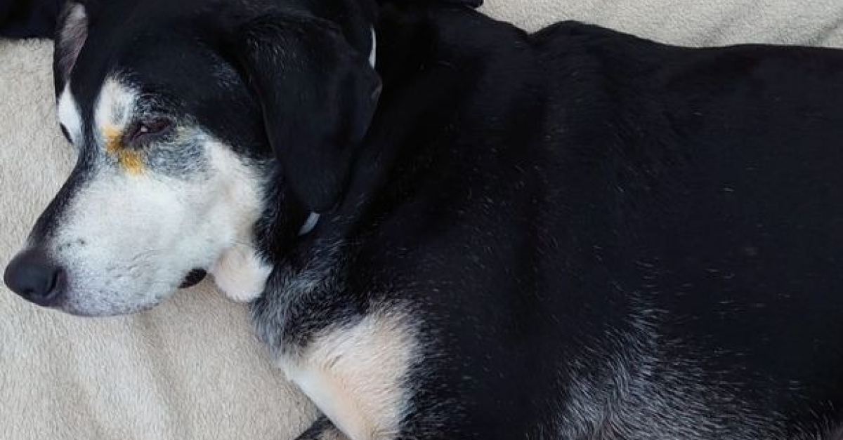 Un chien se retrouve entre la vie et la mort après avoir bu l’eau d’une