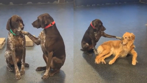 Illustration : "Chaque fois qu’elle se rend dans sa garderie, cette chienne caresse ses camarades canins avec sa patte (vidéo)"