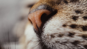 Illustration : "Coryza du chat : comment prévenir et soigner naturellement cette maladie ?"