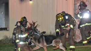 Illustration : "Un chien policier à la retraite risque sa vie dans l’incendie de sa maison pour secourir ses proches"