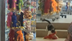 Illustration : "Ce chat voleur a un penchant pour les peluches, qu’il n’hésite pas à piquer dans les magasins (vidéo)"