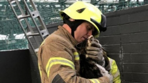 Illustration : "Les pompiers sont appelés pour secourir une chatte coincée sur un toit, ses propriétaires la cherchaient depuis 1 mois"