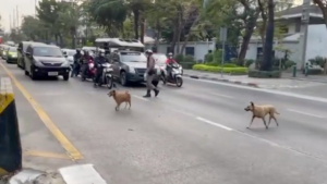 Illustration : "Un policier arrête toutes les voitures pour assurer la traversée sécurisée de 2 chiens errants (vidéo)"