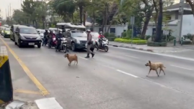 Illustration : "Un policier arrête toutes les voitures pour assurer la traversée sécurisée de 2 chiens errants (vidéo)"