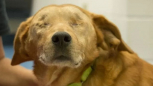 Illustration : "Un chien sans yeux rebutait de nombreux adoptants, mais a touché la famille Chulack"