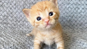 Illustration : "L'adorable histoire de Shortbread, seul chaton roux au milieu d'une portée entièrement blanche"